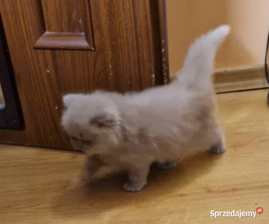 kot brytyjski dlugowlosy Szamotuły