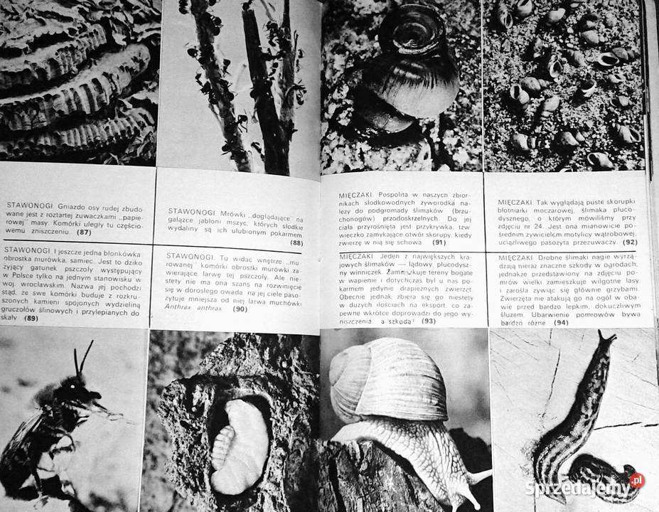 Zwierzęta z rodowodem Zuzanna Stromenger Chełm