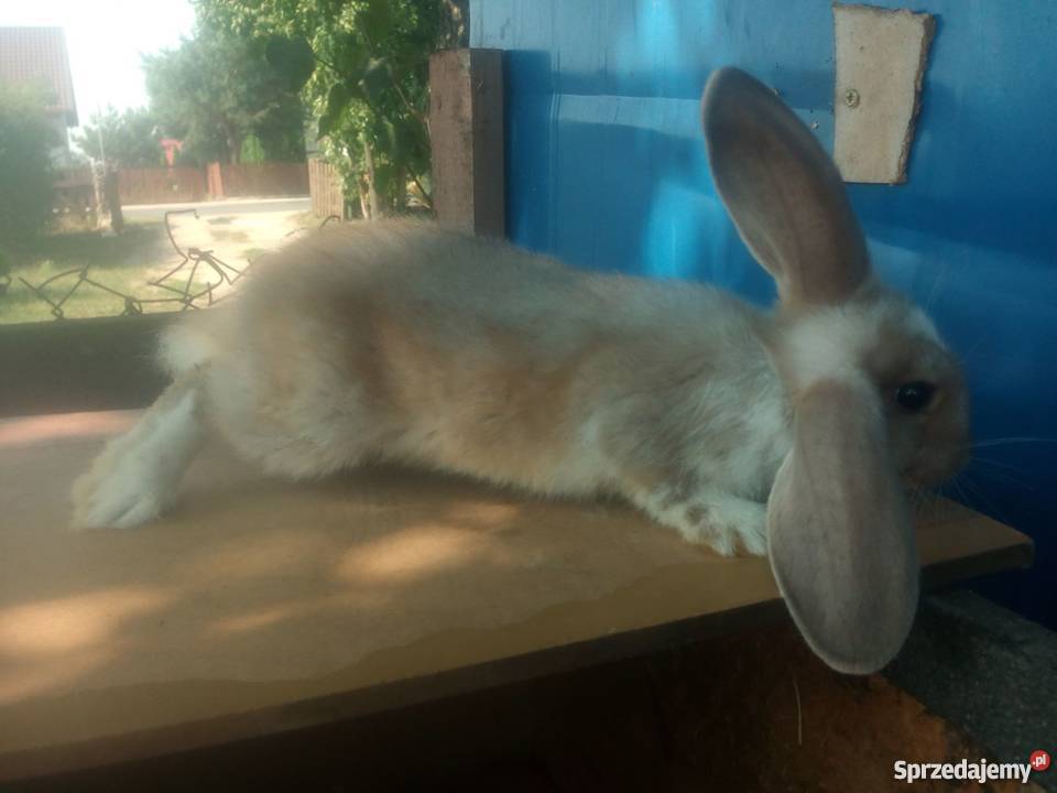 Króliki Hodowlane SPRZEDAM 7 królików Brodnica sprzedam