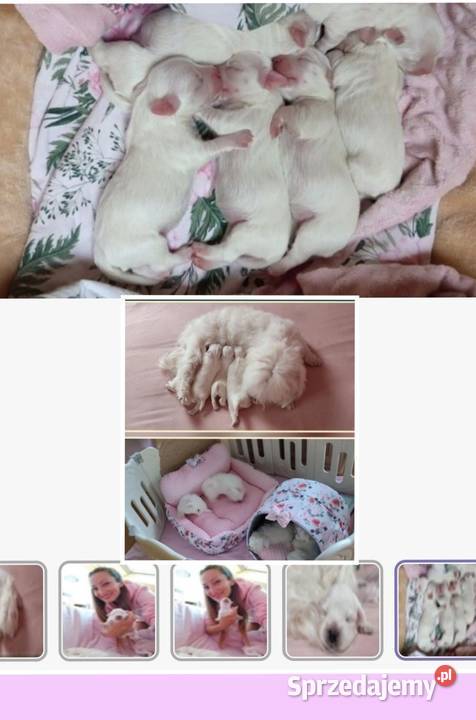Maltańczyk szczeniaczki z rodowodem sprzedam