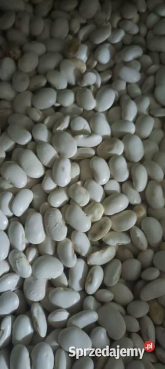 sprzedam fasole Jasia sprzedam