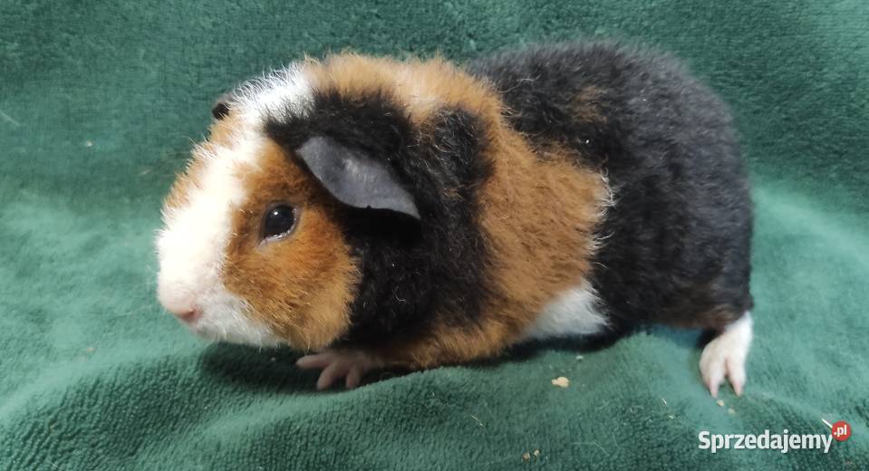 Świnka morska US Teddy z hodowli Sweet Teddy Dąbrowa Górnicza