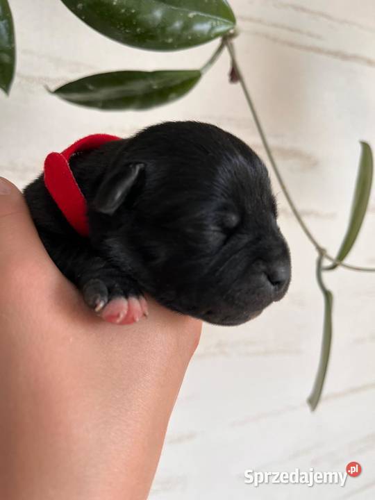 Staffordshire Bull Terrier