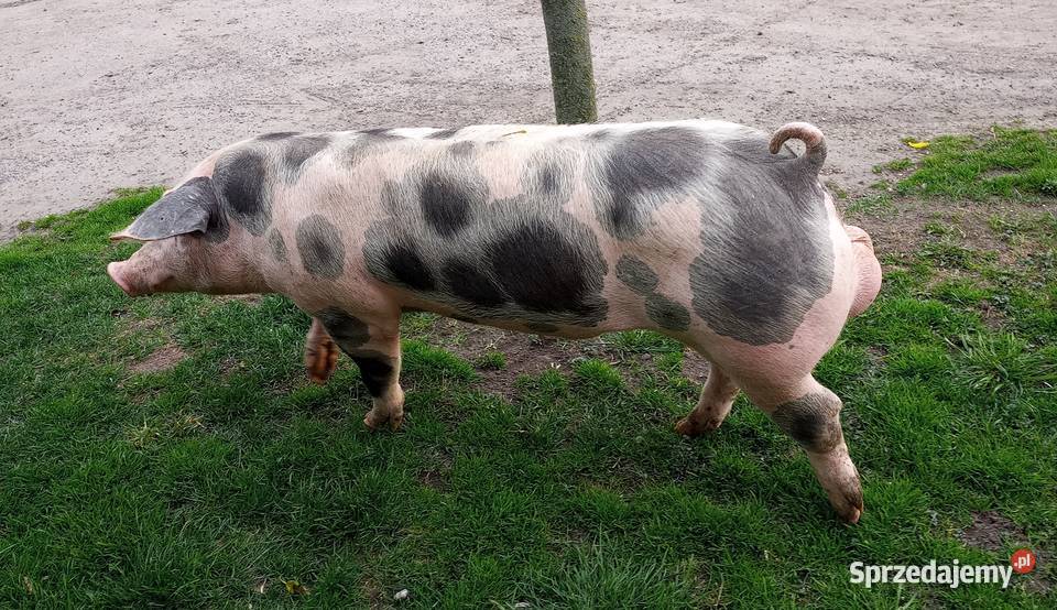 Knur knurek Pietrain