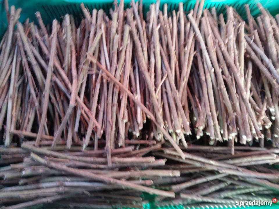 Sztobry porzeczka tis Urzędów