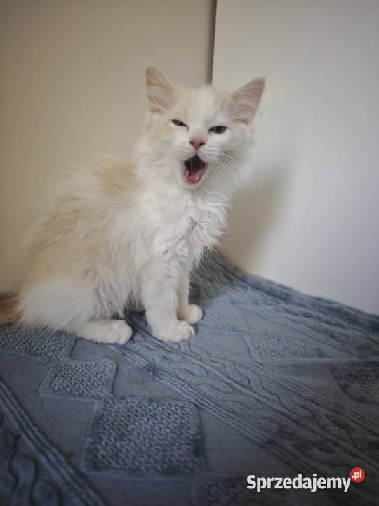 Kocięta Ragdoll Kremowe Lynx Bicolor Kołaków