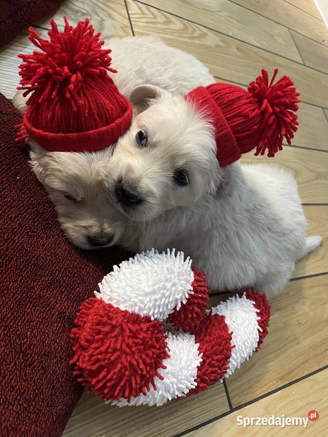 Szczeniaki Golden Retriever z legalnej hodowli Wilkołaz Pierwszy