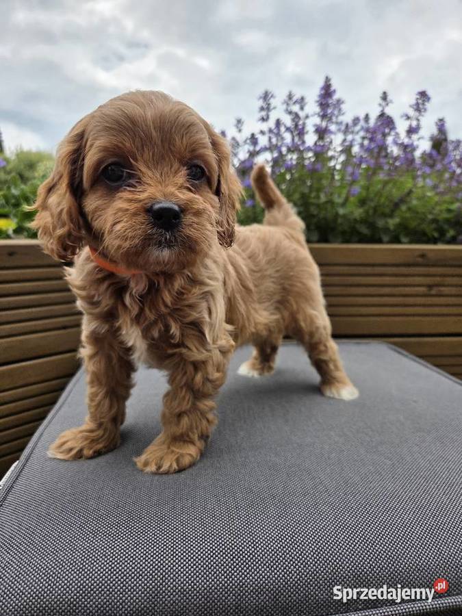 Śliczny piesek Cavapoo Skarszewy