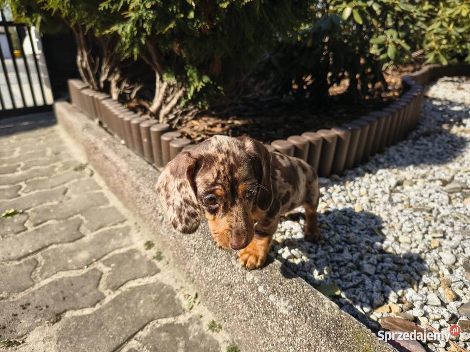 Jamnik długowłosy Choco merle czekoladowy Żychlin