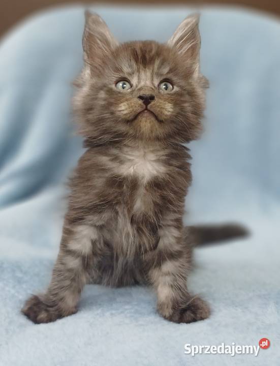 Maine Coon kocurek ns rodowód Fpl Olkusz