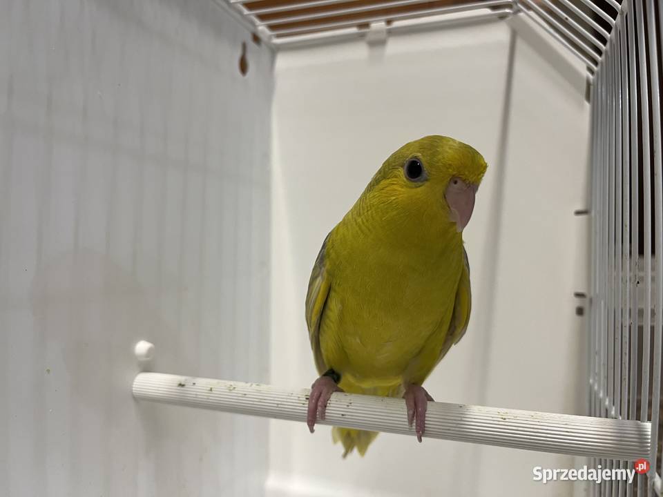 Stokówki Prążkowane Katarzynki