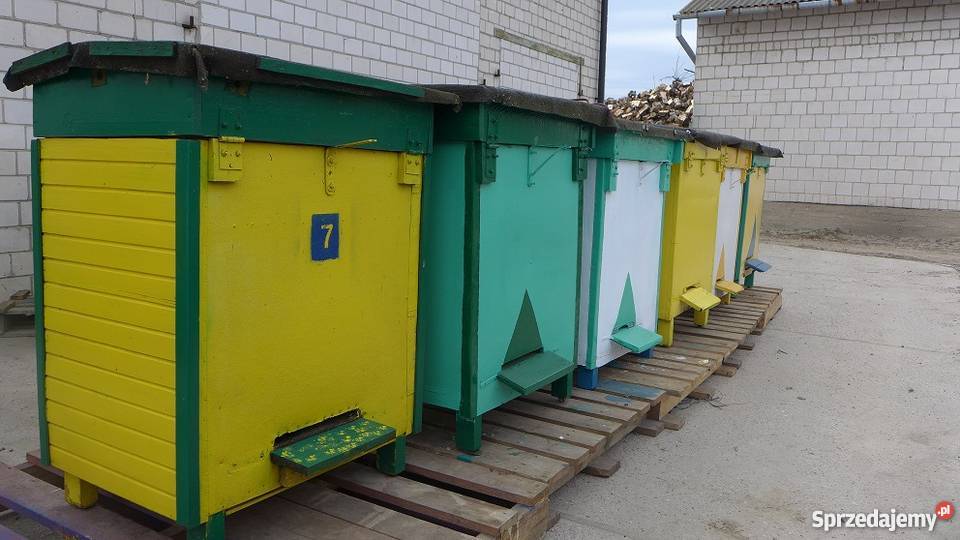 Ule Warszawskie poszerzane Jasieniec