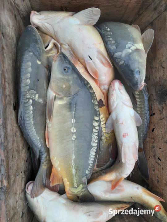 KARP ŻYWY HANDLOWY GIERAŁTOWICE Gierałtowice
