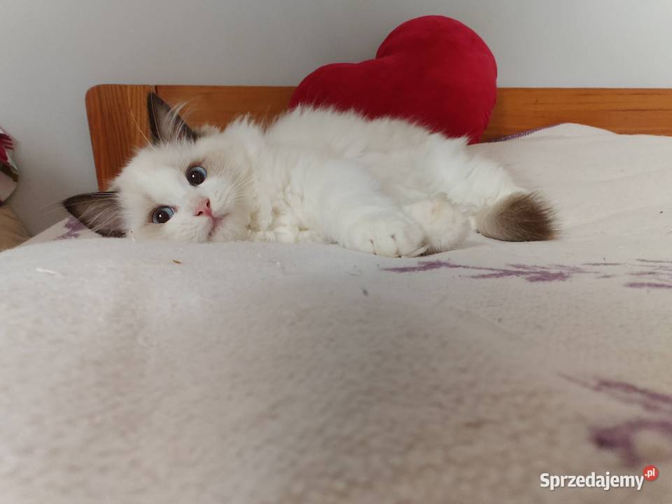 Kocięta Ragdoll towarzyskie hodowla 12 lat Lublin