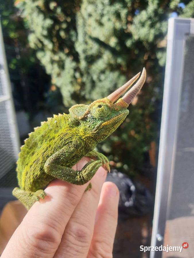 kameleon jacksona kujawsko-pomorskie Lubień Kujawski sprzedam