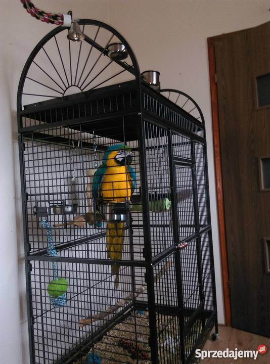 Ara Ararauna ręcznie karmiony samiec z klatką i kujawsko-pomorskie Bydgoszcz sprzedam