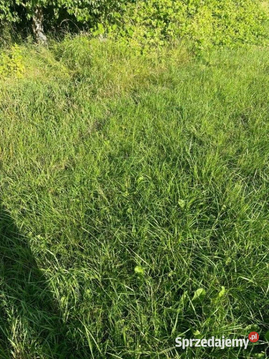 sprzedaży działki 300m2 Rozewie sprzedam