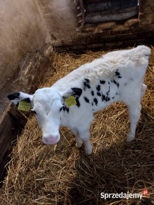 Sprzedam cielaki Parczew
