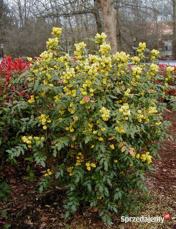 MAHONIA POSPOLITA Mahonia aquifolium NASIONA 700 sprzedam