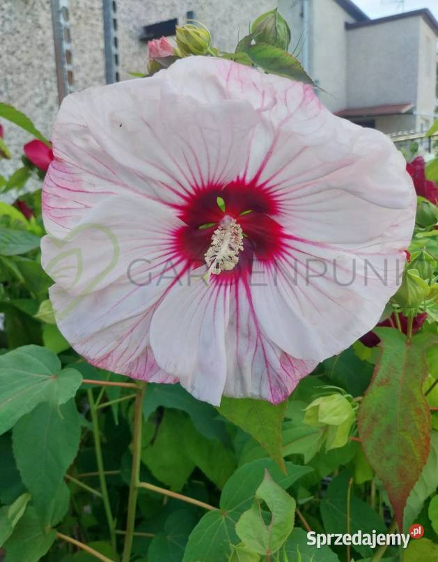 Hibiscus Bagienny Bylinowy XXL Hibiskus Knurów