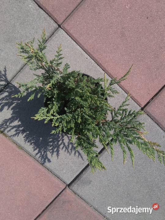 Jałowiec Płożący Prince of Wales Garlica Duchowna