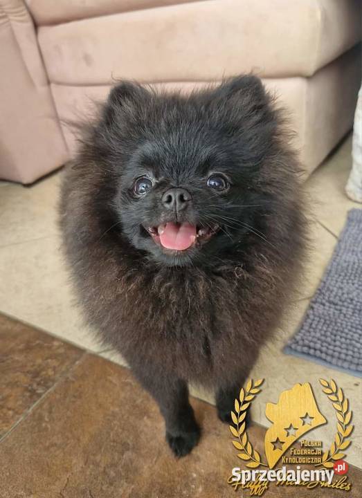 Pomeranian Szpic Miniaturowy Barcin