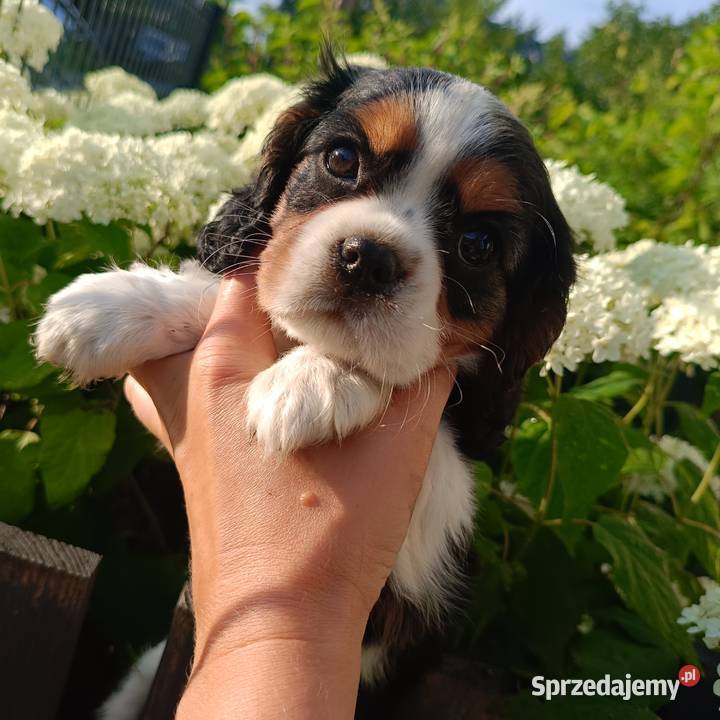 Szczenięta Cavalier King Charles spaniel suczki Tarnowskie Góry