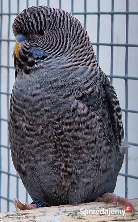 papużka falista blackface łatwo się oswaja może Zwierzęta Katowice sprzedam
