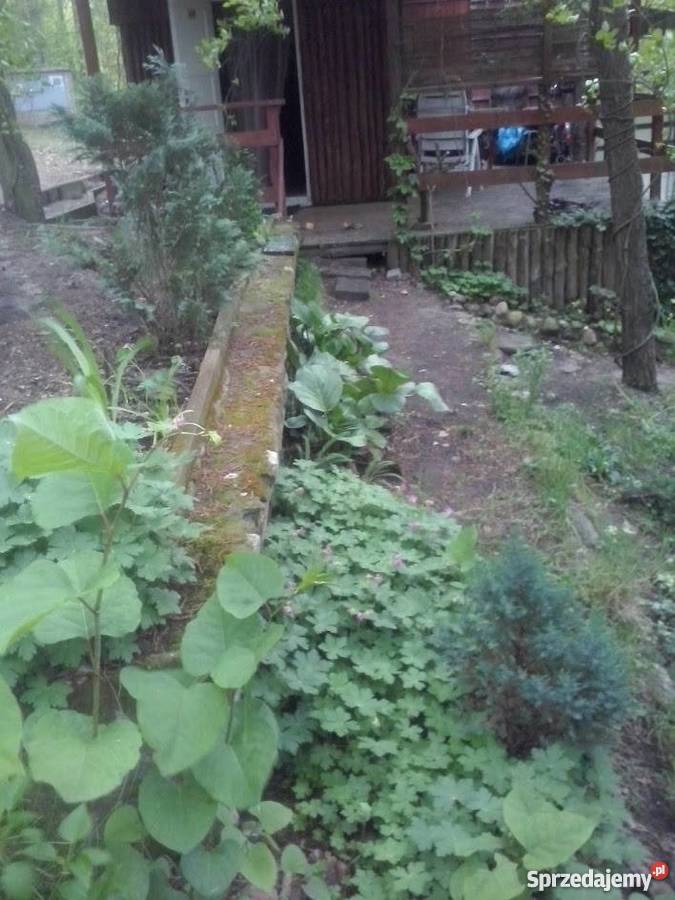 Domek rekraacyjny jeziorem wielkopolskie Grzybowo