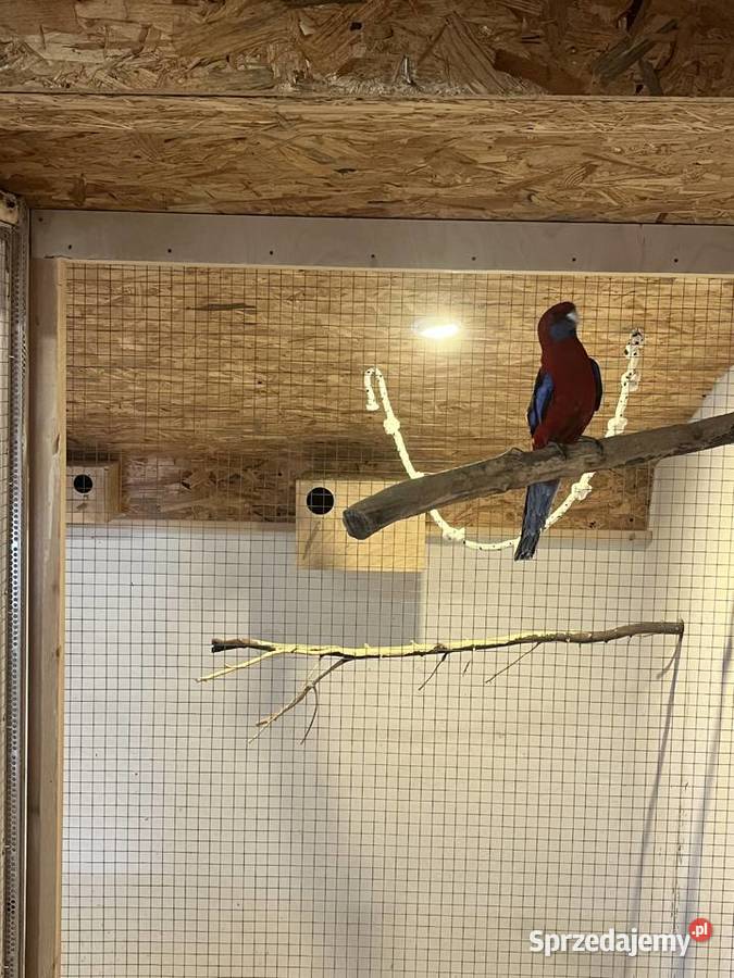 Rozella królewska samiec Skrzyszów sprzedam