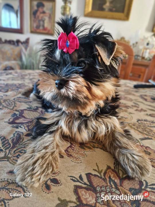 yorkshire terrier rodowód ZKwP FCI