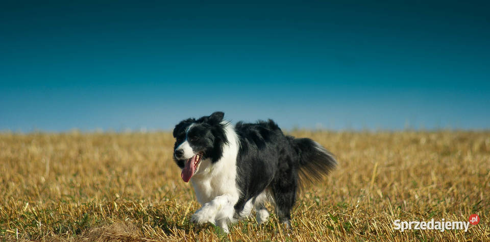 Border Collie Zapowiedź miotu podkarpackie Jasienica Rosielna