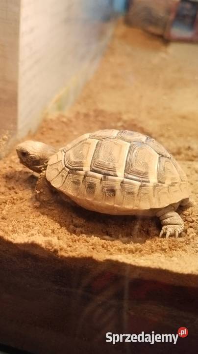 Żółw grecki Gady i płazy Sędziszów Małopolski sprzedam