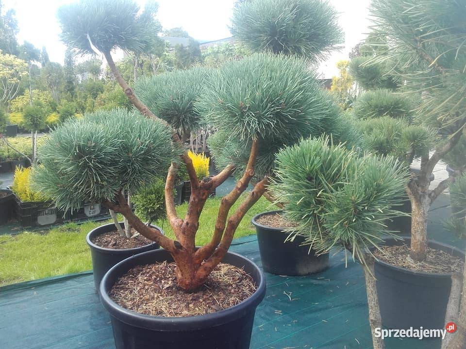 Drzewa Krzewy Rosliny Formowane Na Bonsai Tarnów