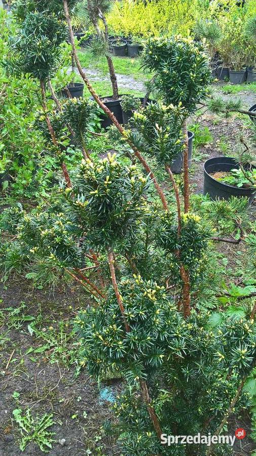 Cis Formowany Bonsai Mszczonów