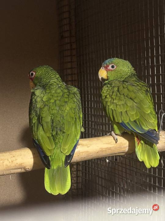 Amazonki niebieskoczelne pąsowe białoczelne Pińczów