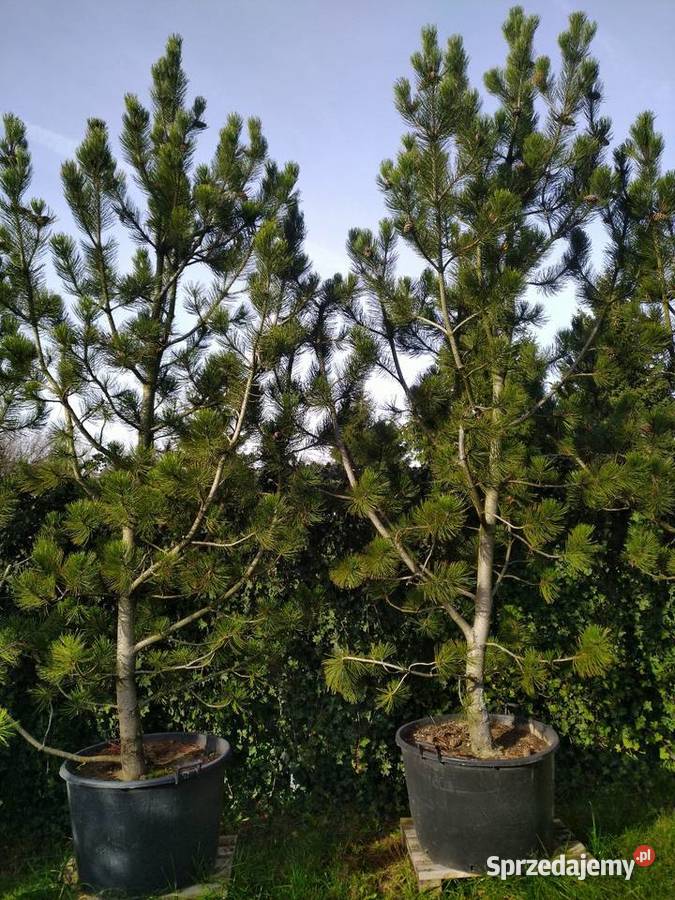 Sosna bośniacka 35 4m w donicy 160l Rośliny łódzkie Skierniewice sprzedam