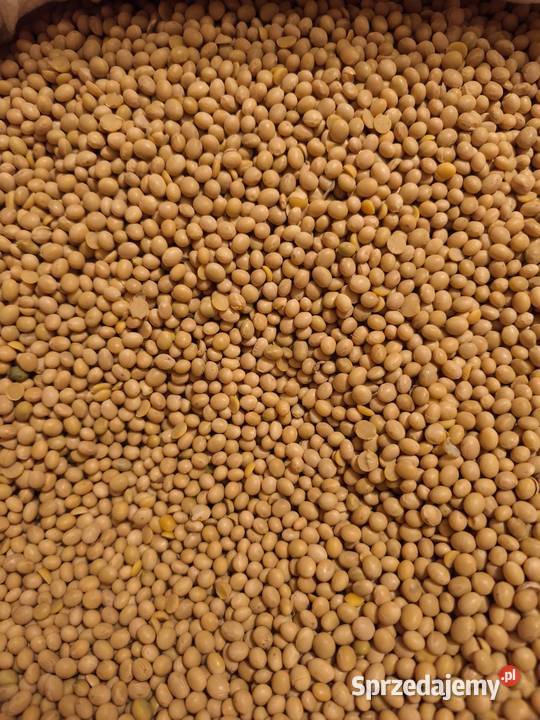 Soja Amiata wielkopolskie Strzałków sprzedam