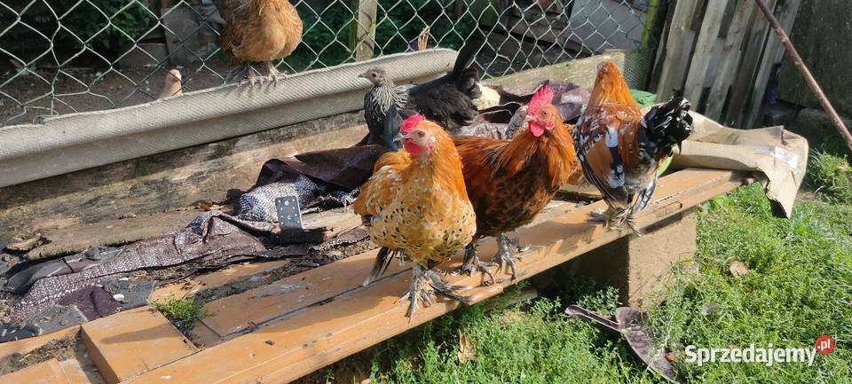 Sprzedam koguty młode lubelskie Tokarówka