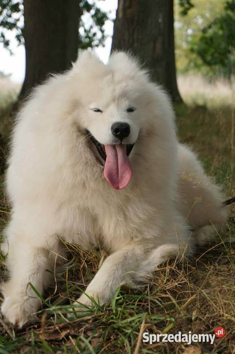 Samoyed ZKwPśnieżnobiały chłopiecdomowa hodowla Koszalin sprzedam