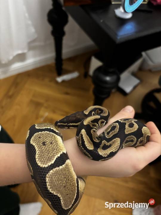 Pyton królewski z terrarium Zagościniec