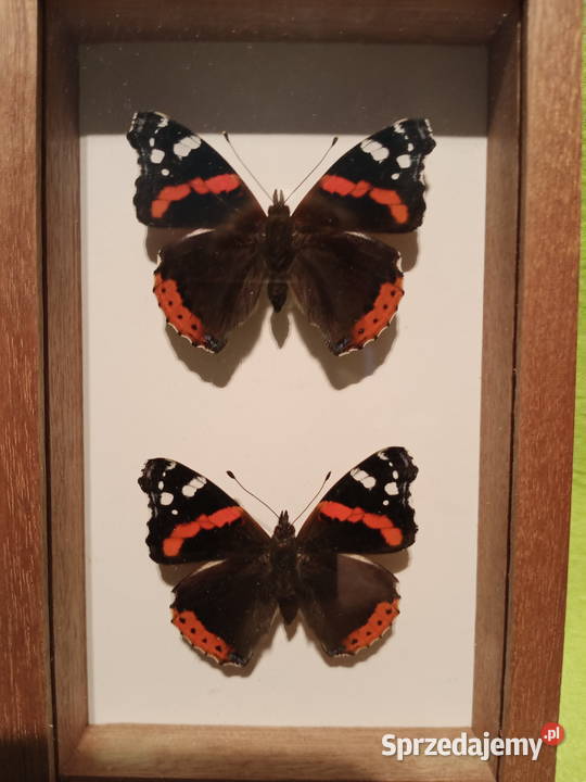 Motyle w ramce 10x14 Vanessa atalanta Para zachodniopomorskie Szczecin