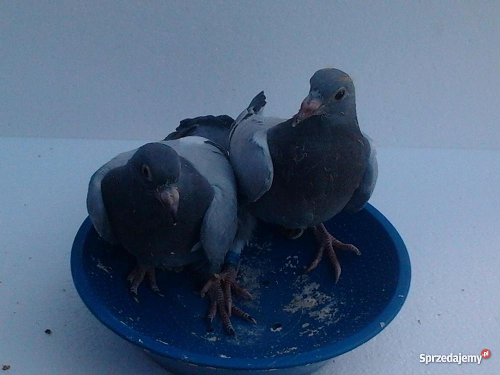 młode gołębie pocztowe