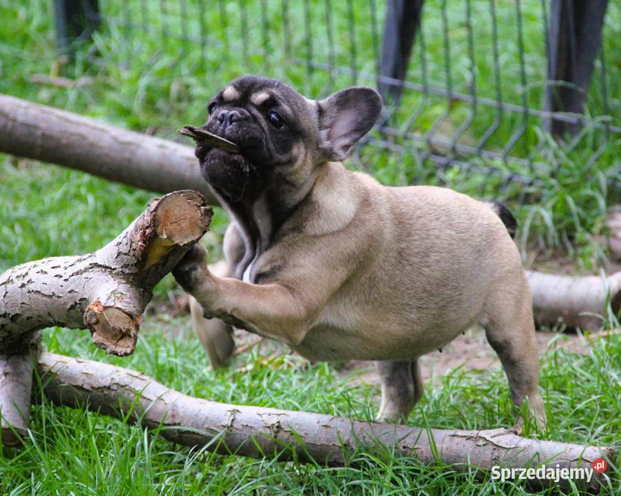 Buldog Francuski maluchy z genem Fluffy opolskie Kędzierzyn-Koźle