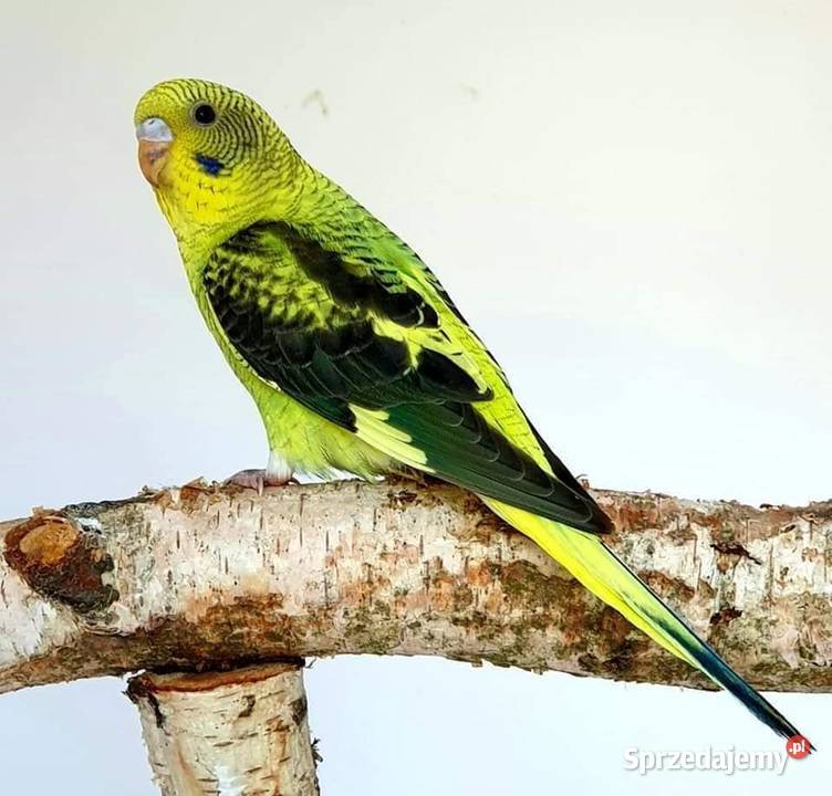 papużka falista blackwing czarnoskrzydła papugi Gliwice