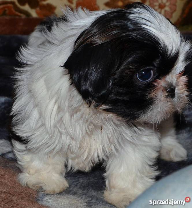 SHIH TZUpiękne szczeniaczki małopolskie Kraków