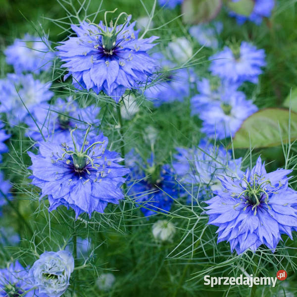 CZARNUSZKA SIEWNA Nigella sativa NASIONA 100g Lubanie