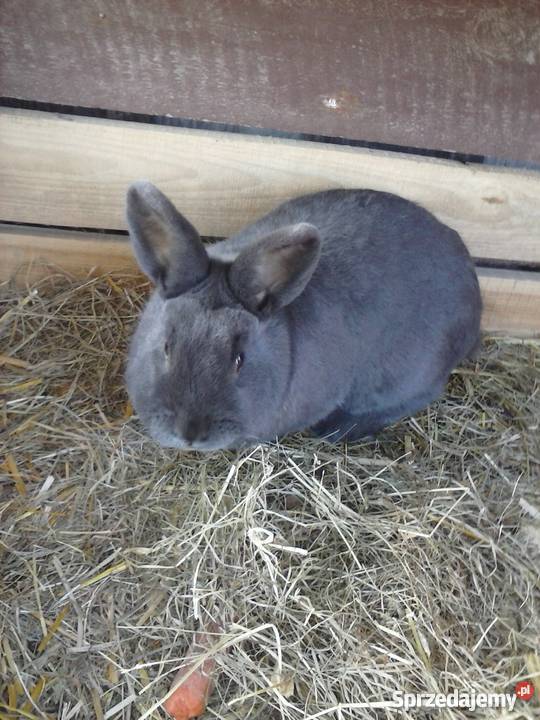 Królik wiedeński niebieski samiec