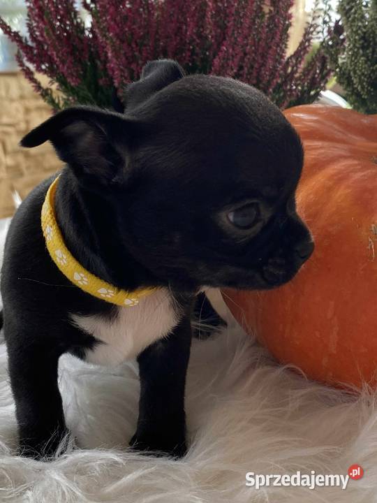 CHIHUAHUA DWIE PIĘKNE SUNIE I PIESEK mazowieckie Warszawa