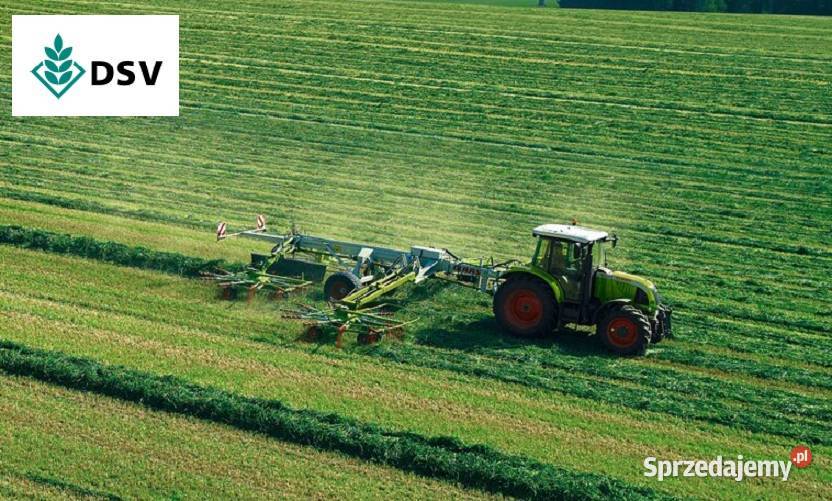 Szybko rosnąca mieszanka traw DSV FUTTERTRIO 25 Produkcja roślinna dolnośląskie Wesołówka